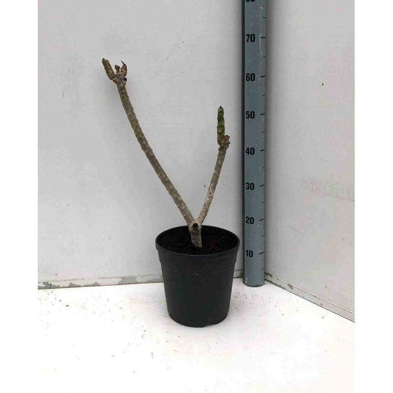 Plumeria rubra rosier