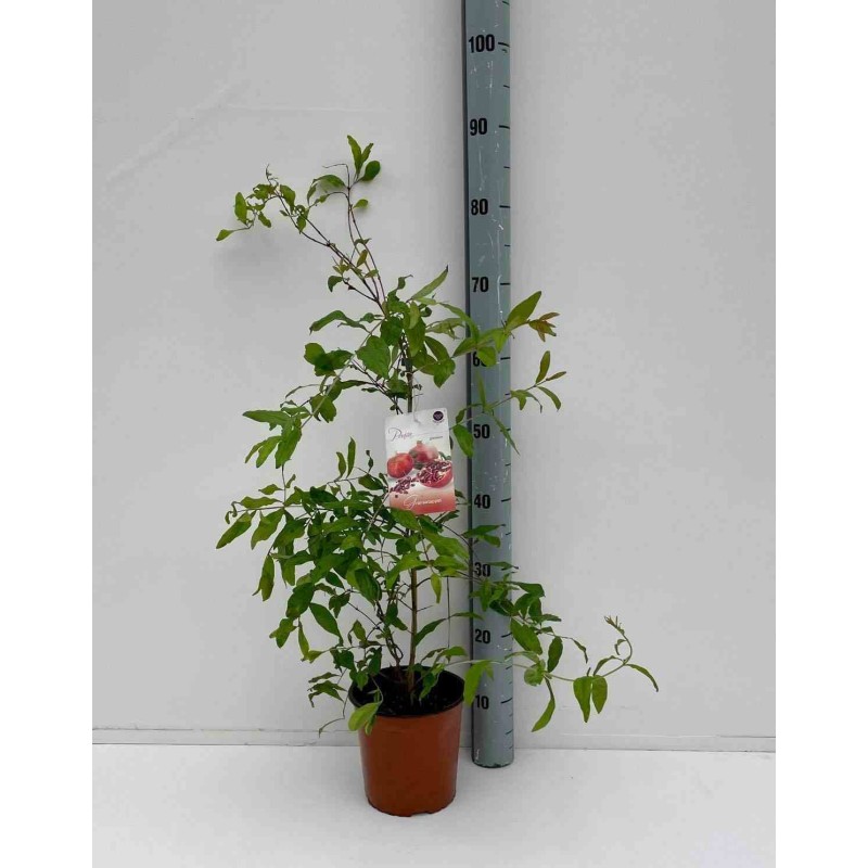Punica granatum