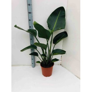 Strelitzia nicolai (Oiseaux du paradis)