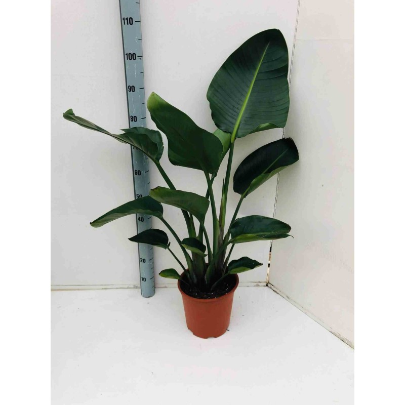 Strelitzia nicolai (Oiseaux du paradis)