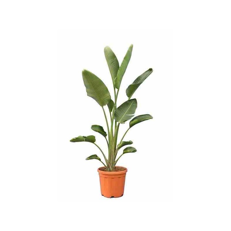 Strelitzia nicolai (Oiseaux du paradis)