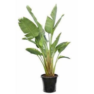 Strelitzia nicolai (Oiseaux du paradis)