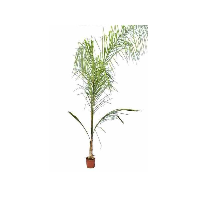 Syagrus romanzoffiana sp. 'Santa Catarina (syn. Arecastrum r.)