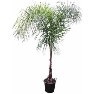 Syagrus romanzoffiana sp. 'Santa Catarina (syn. Arecastrum r.)