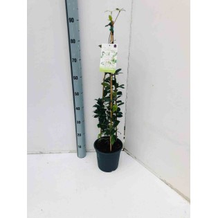 Trachelospermum jasminoïdes