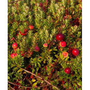 Vaccinium macrocarpon pilgrim