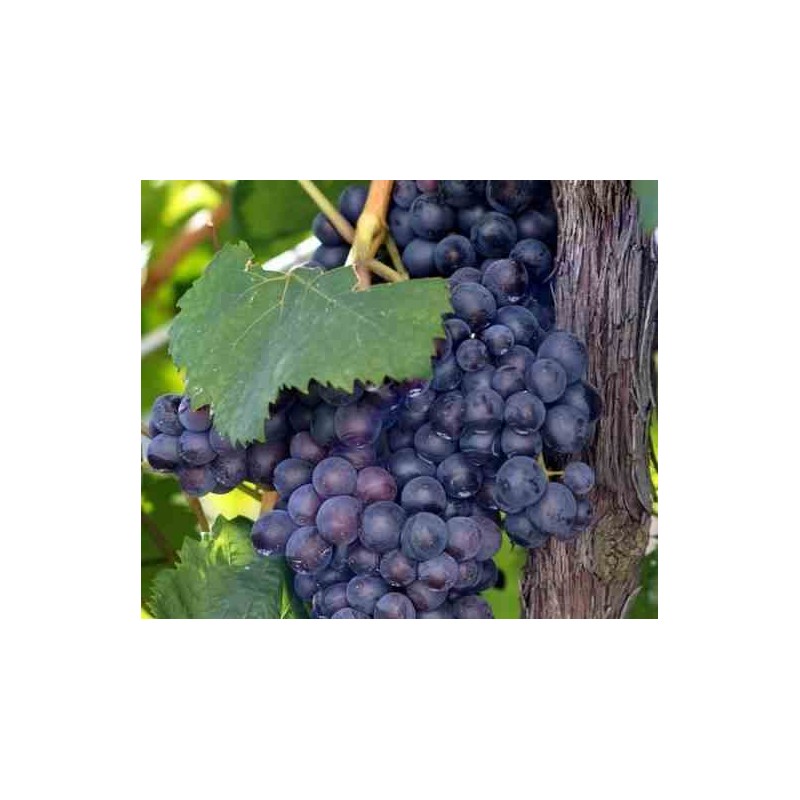 Vigne à raisin (Vitis vinifera) Boskoop Glorie