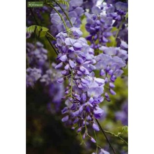 Wisteria sinensis var. Flore Pleno