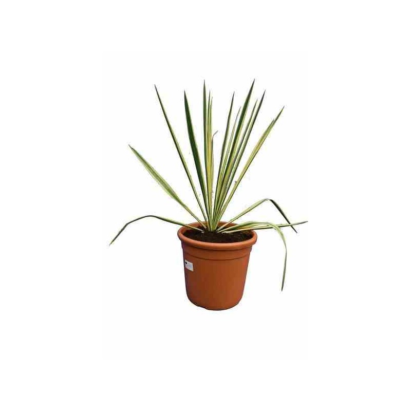 Yucca filamenteux