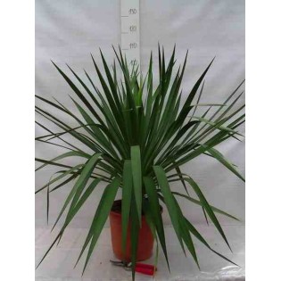 Yucca glorieuse
