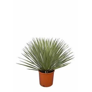 Yucca rostrata