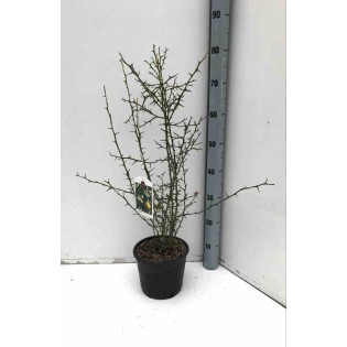 Poncirus trifoliata cv flying dragon (citron du nord)