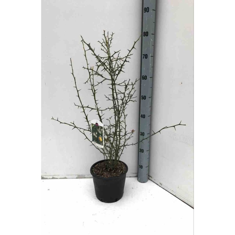 Poncirus trifoliata cv flying dragon (citron du nord)