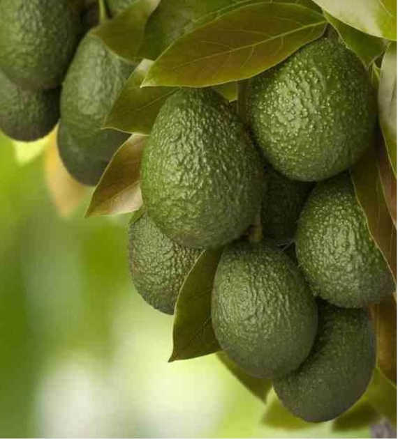 Avocatier : Persea americana var. Hass (De greffe)
