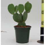 Cactus- Opuntia microdasys 'Macrocalyx' ou oreille de lapin