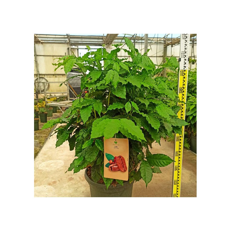 Coffea arabica (caféier)