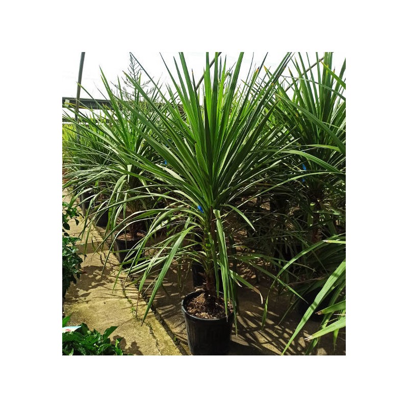 Cordyline indivisa