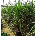 Cordyline indivisa