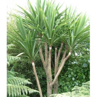 Cordyline australis