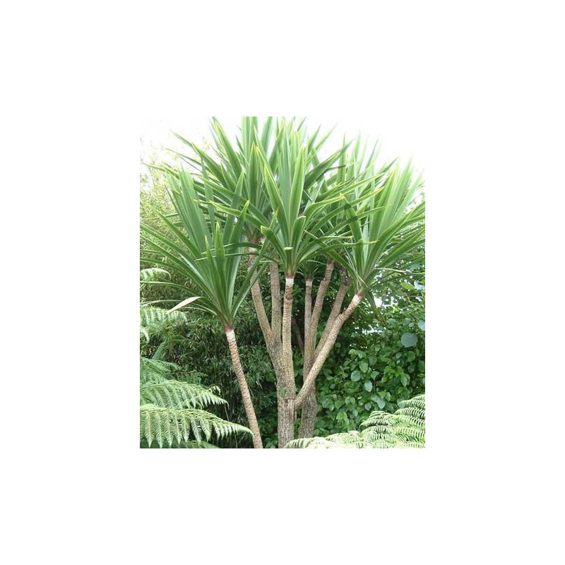 Cordyline australis