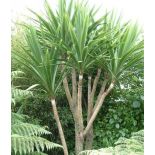 Cordyline australis