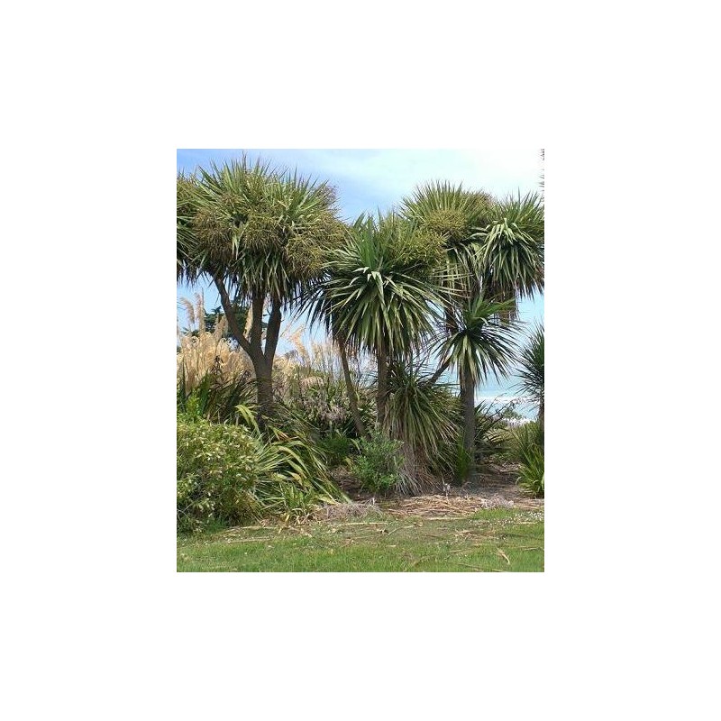Cordyline australis