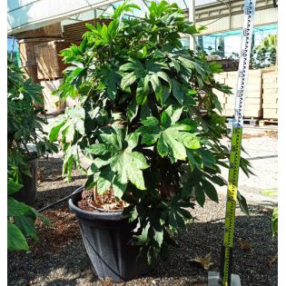 Fatsia japonica (Aralia du japon)