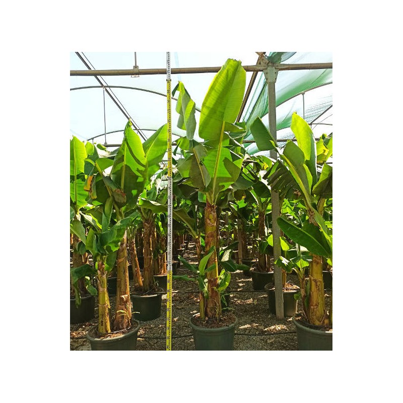 Bananier Musa acuminata cv. SPECIMEN Super Nain Cavendish