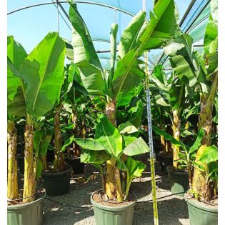 Bananier Musa acuminata cv. SPECIMEN Super Nain Cavendish