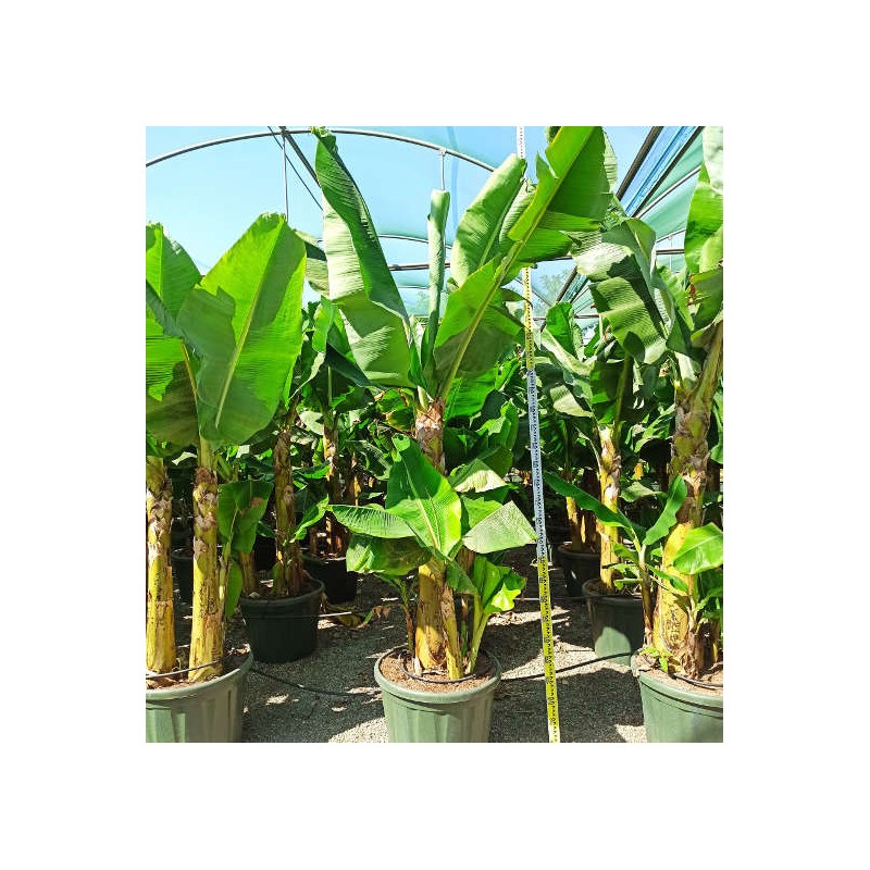 Bananier Musa acuminata cv. SPECIMEN Super Nain Cavendish
