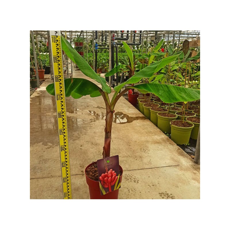 Bananier Musa acuminata Red Dacca à bananes rouges