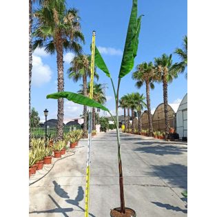 Bananier Musa sikkimensis