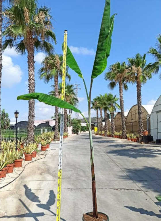 Bananier Musa sikkimensis