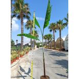 Bananier Musa sikkimensis