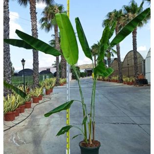 Bananier Musa sikkimensis