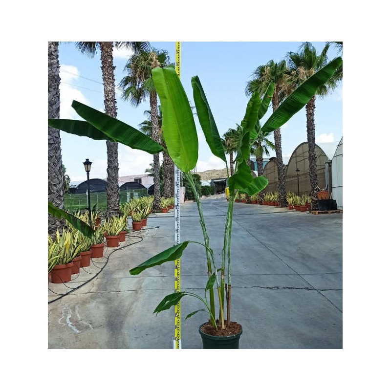 Bananier Musa sikkimensis