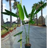 Bananier Musa sikkimensis