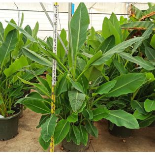 Musella lasiocarpa (bananier Lotus d'or)