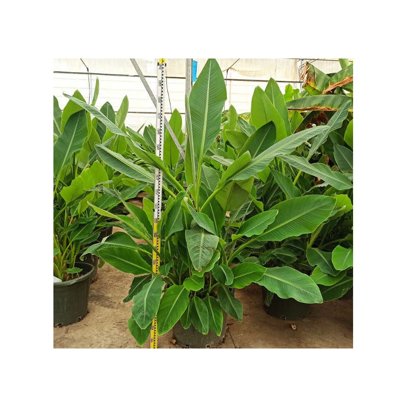 Musella lasiocarpa (bananier Lotus d'or)