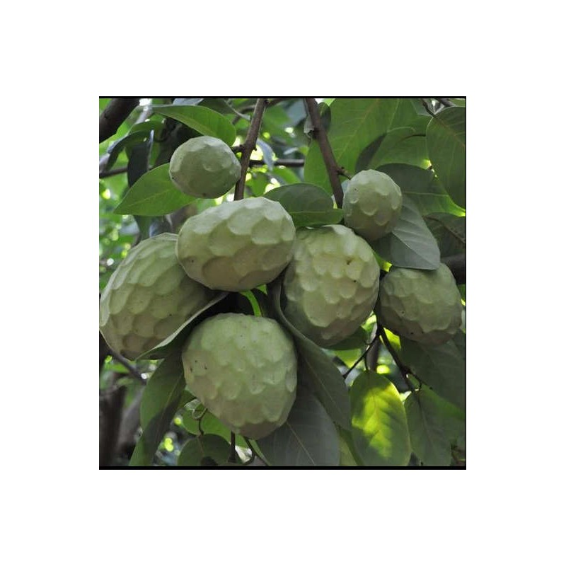 Annona cherimola var alboran (Chérimoye)