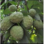 Annona cherimola var alboran (Chérimoye)