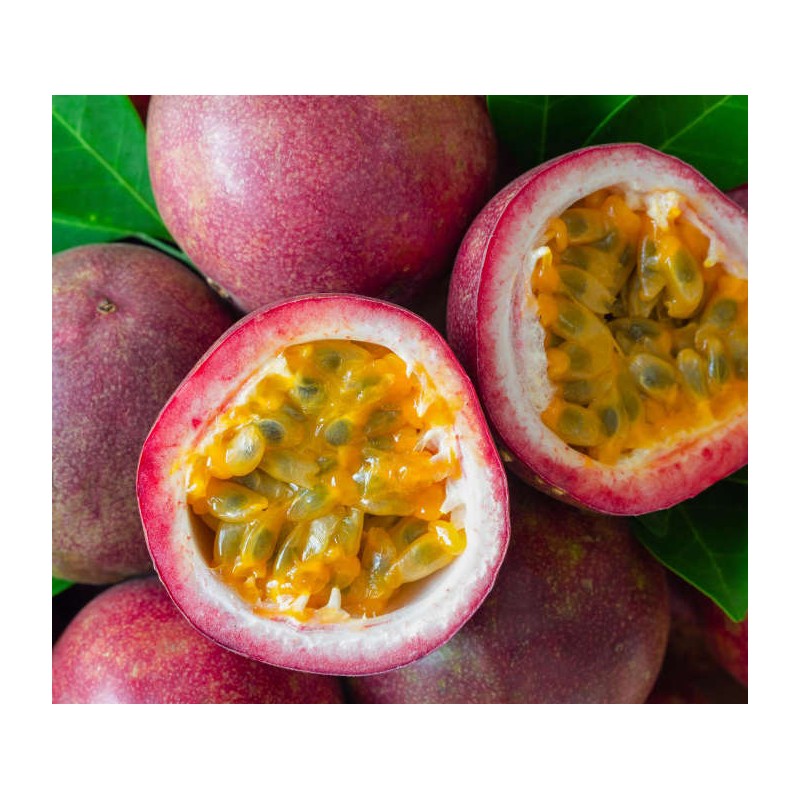 Passiflora edulis var. red fruit rouge (Fruit de la passion (Grenadille jaune)