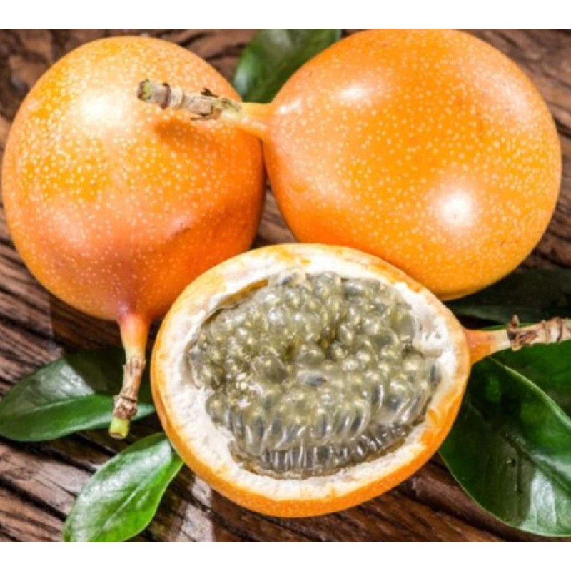 Passiflora ligularis orange (grenadelle, grenadille sucrée, grenadille douce)
