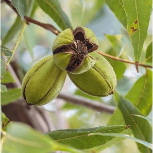 Carya illinoinensis var Mahan (noix de noix de pecan, pacanier)