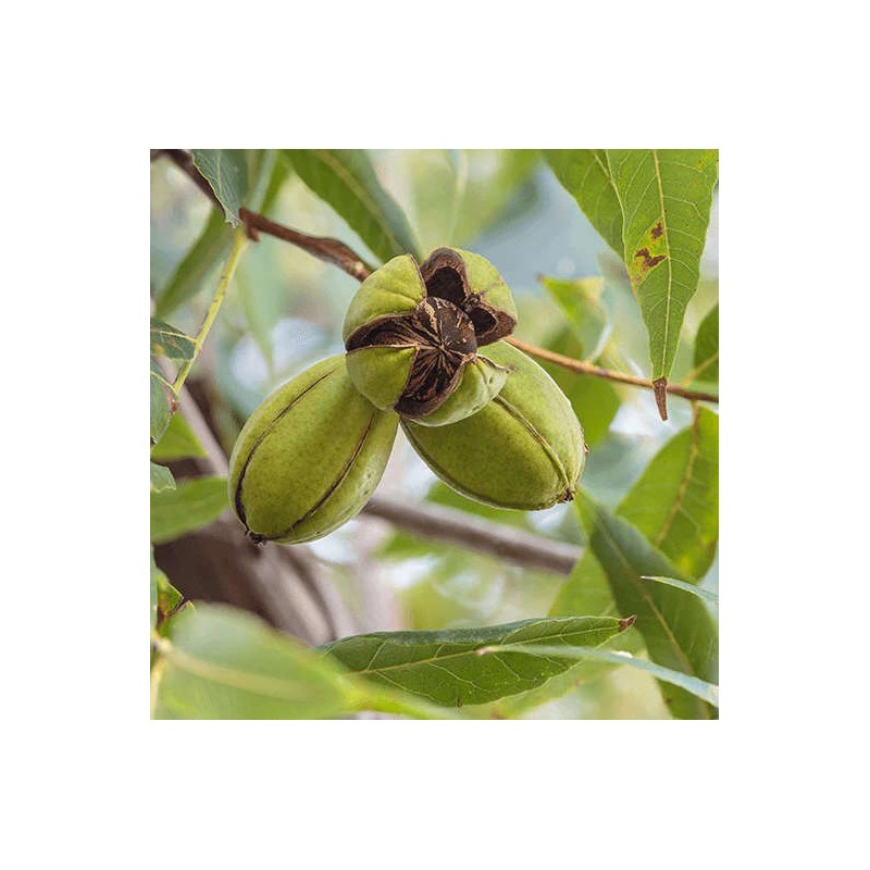 Carya illinoinensis var Mahan (noix de noix de pecan, pacanier)