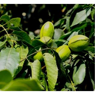 Carya illinoinensis var cherokee (noix de noix de pecan, pacanier)