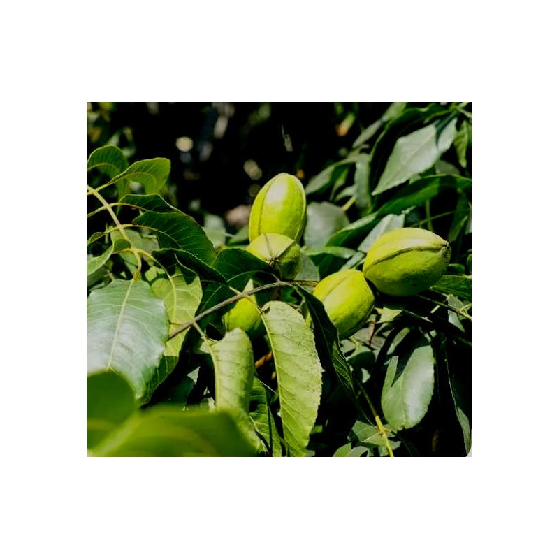 Carya illinoinensis var cherokee (noix de noix de pecan, pacanier)