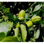 Carya illinoinensis var cherokee (noix de noix de pecan, pacanier)