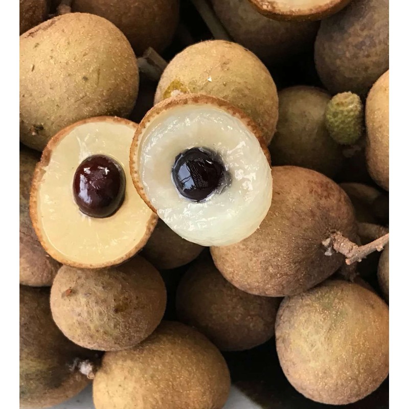 Dimocarpus longan (longan uo oeil du dragon)