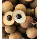 Dimocarpus longan (longan uo oeil du dragon)